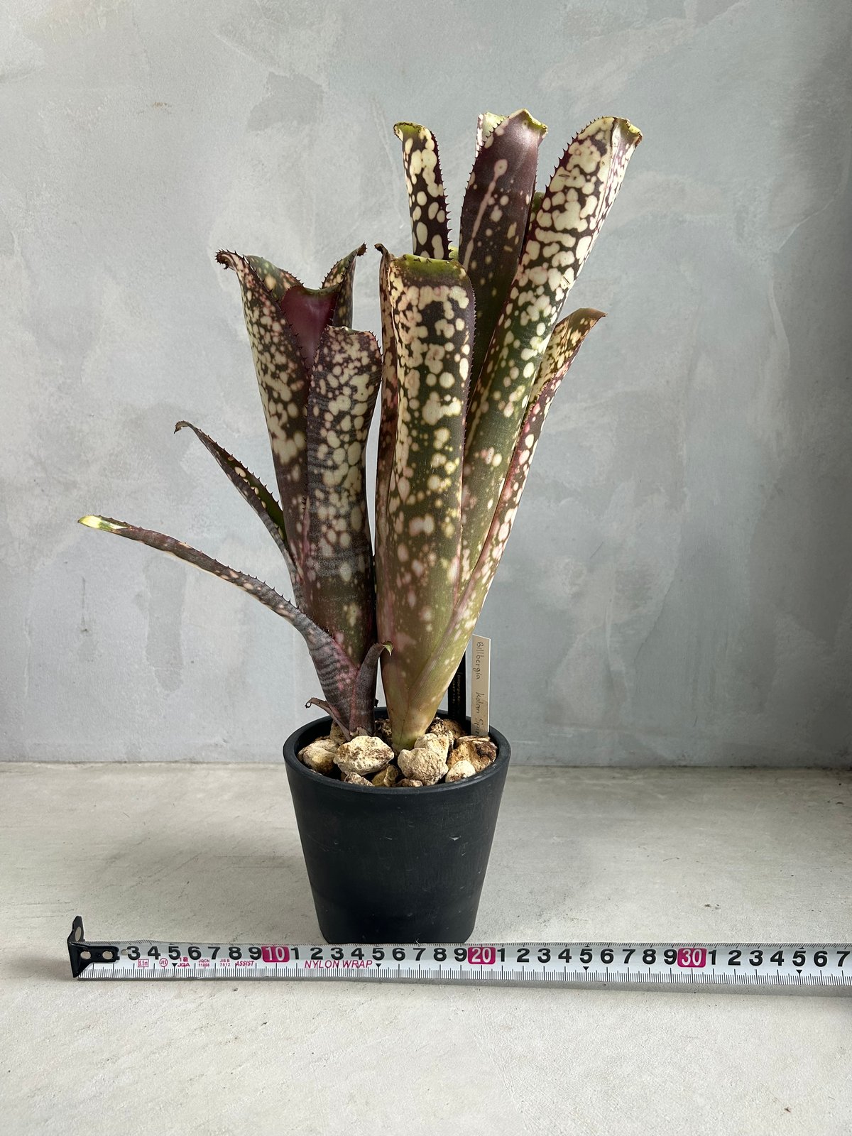 ビルベルギア コーラン スピリット | ソレトナ植物店