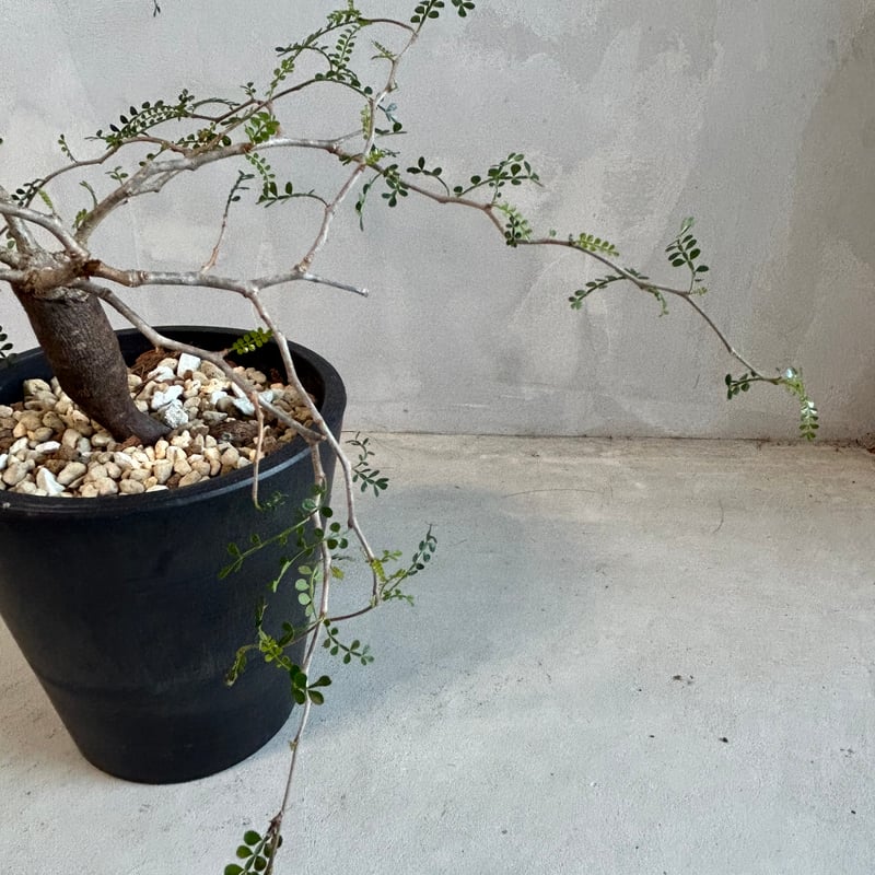 オペルクリカリア パキプス(根挿し) | ソレトナ植物店