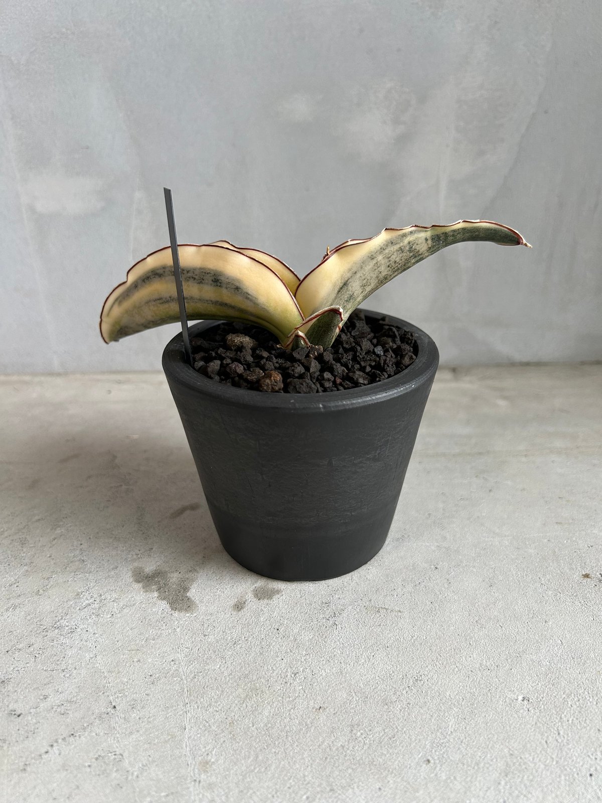サンセベリア キルキーコパトーン 斑入り | ソレトナ植物店