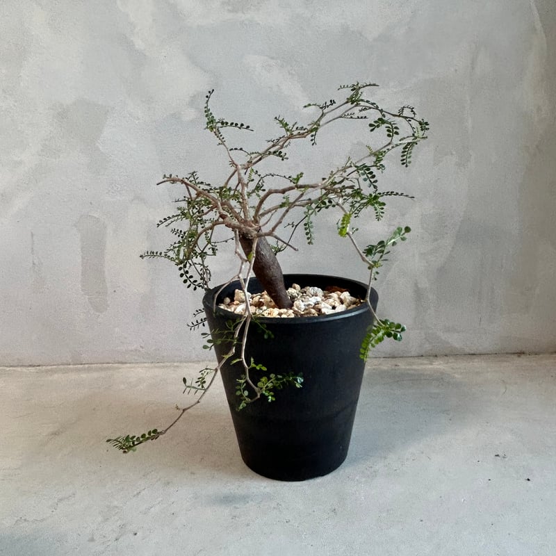 オペルクリカリア パキプス(根挿し) | ソレトナ植物店