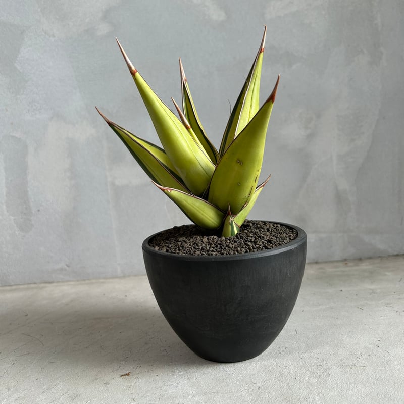 ア*ロ様 【極上斑　サンスベリア・ピングイキュラ　バリエガータ】 サンセベリア：ピングイキュラ バリエガータ（斑入） 3号鉢植え の通販