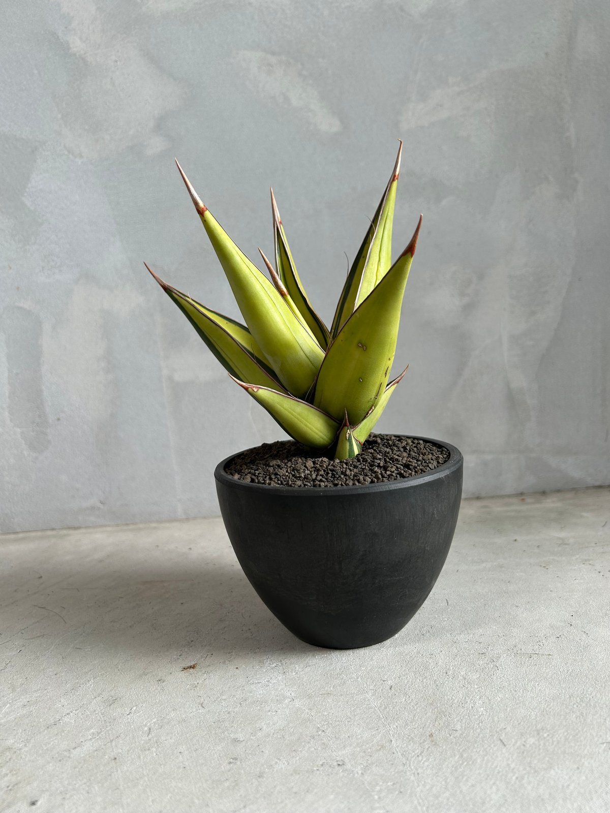 ア*ロ様 【極上斑　サンスベリア・ピングイキュラ　バリエガータ】 ア*ロ様 【極上斑 サンスベリア・ピングイキュラ バリエガータ