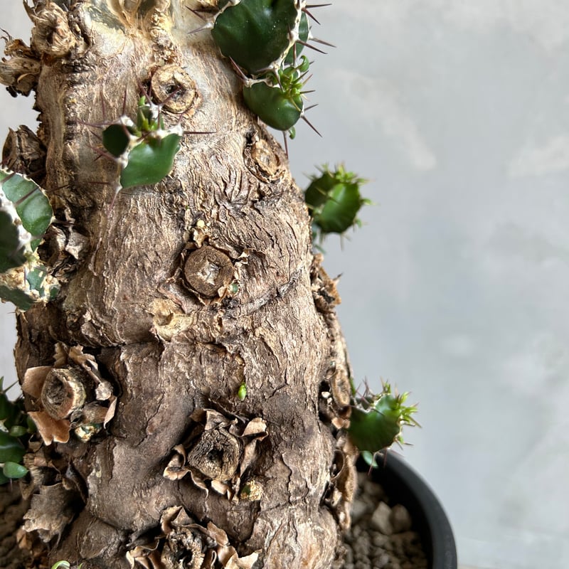 ユーフォルビア ムランジーナ (発根済み) | ソレトナ植物店