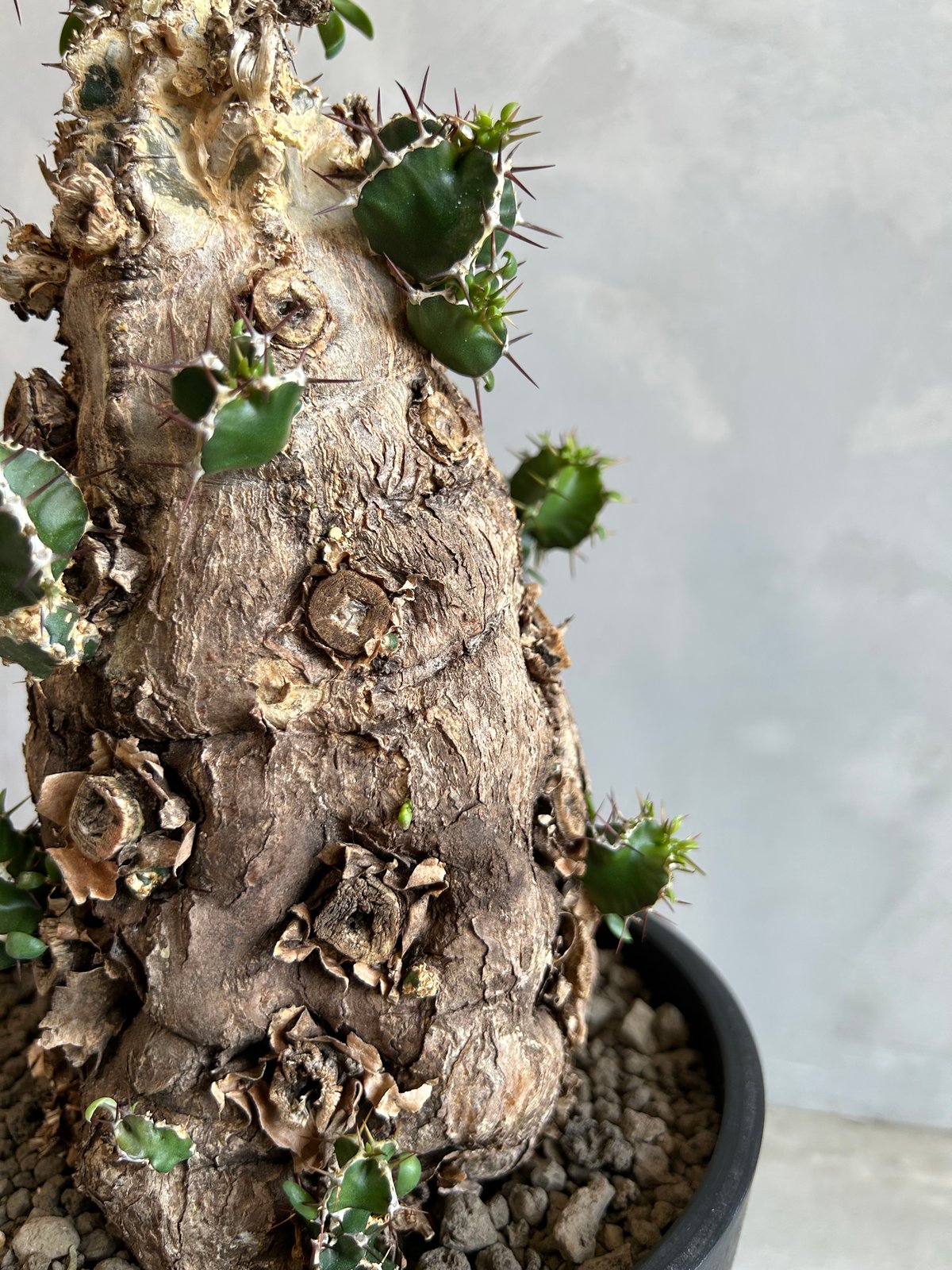 ユーフォルビア ムランジーナ (発根済み) | ソレトナ植物店