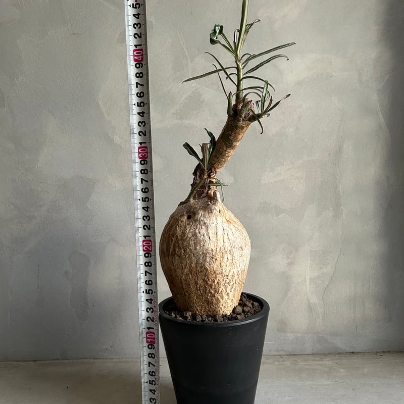 アデニウム ソマレンセ | ソレトナ植物店