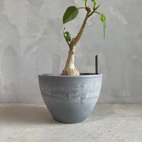 パキポディウム ウィンゾリー(タイ実生苗) | ソレトナ植物店