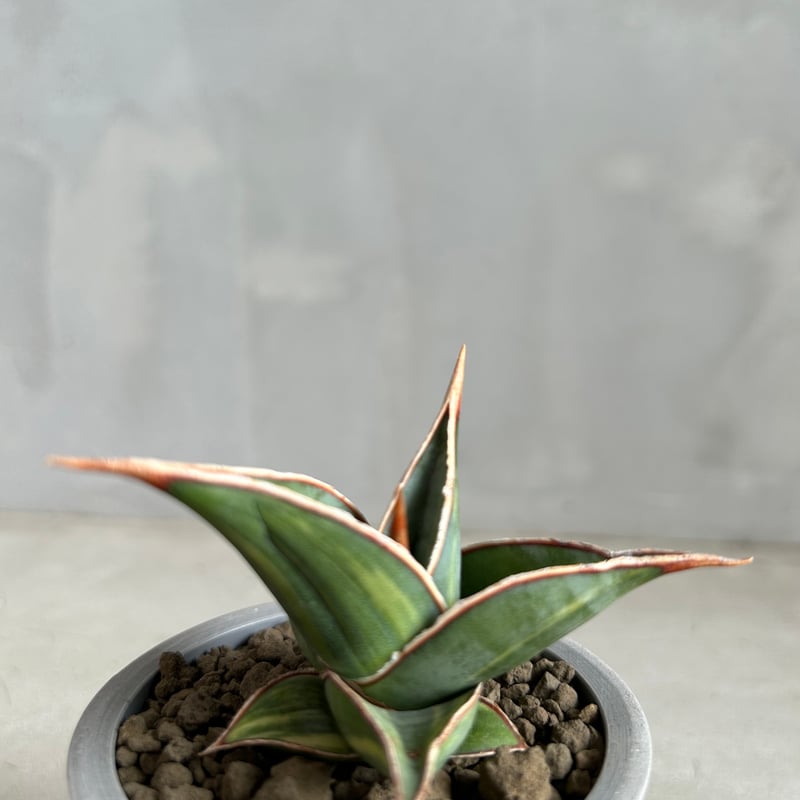 t*a様 S5000★オークション★サンスベリア ピングイキュラ ヴァエリガータ S】【希少】サンスベリア ピングイキュラ/Sansevieria pinguicula