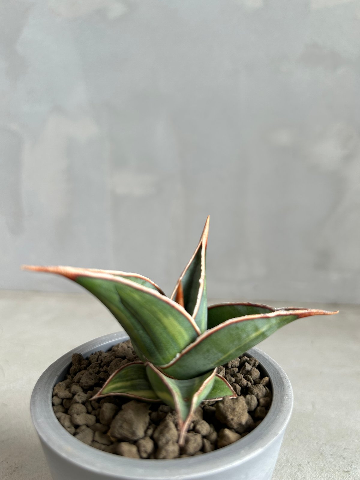 サンセベリア ピングイキュラ 斑入り | ソレトナ植物店