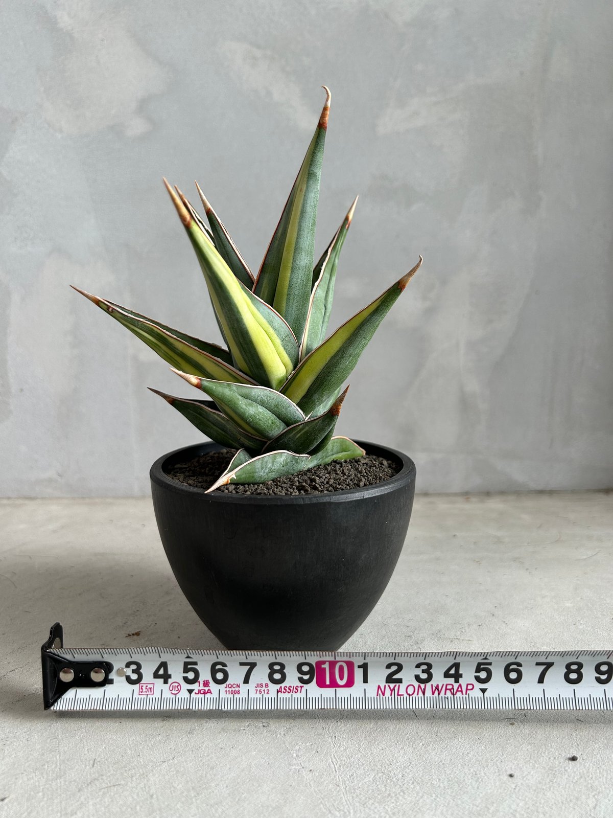 サンセベリア ピングイキュラ 斑入り | ソレトナ植物店