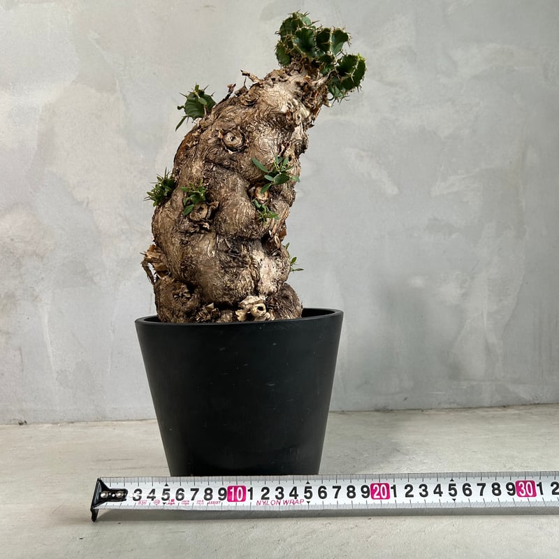 ユーフォルビア ムランジーナ (発根済み) | ソレトナ植物店