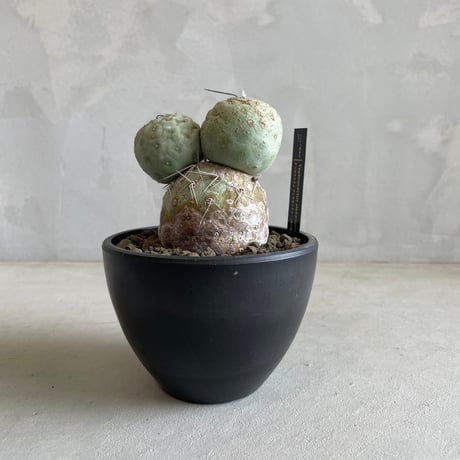 プテロカクタス、テロケファラフルセット＋テフロカクタス２０種おまけ プテロカクタス、テロケファラフルセット＋テフロカクタス20種