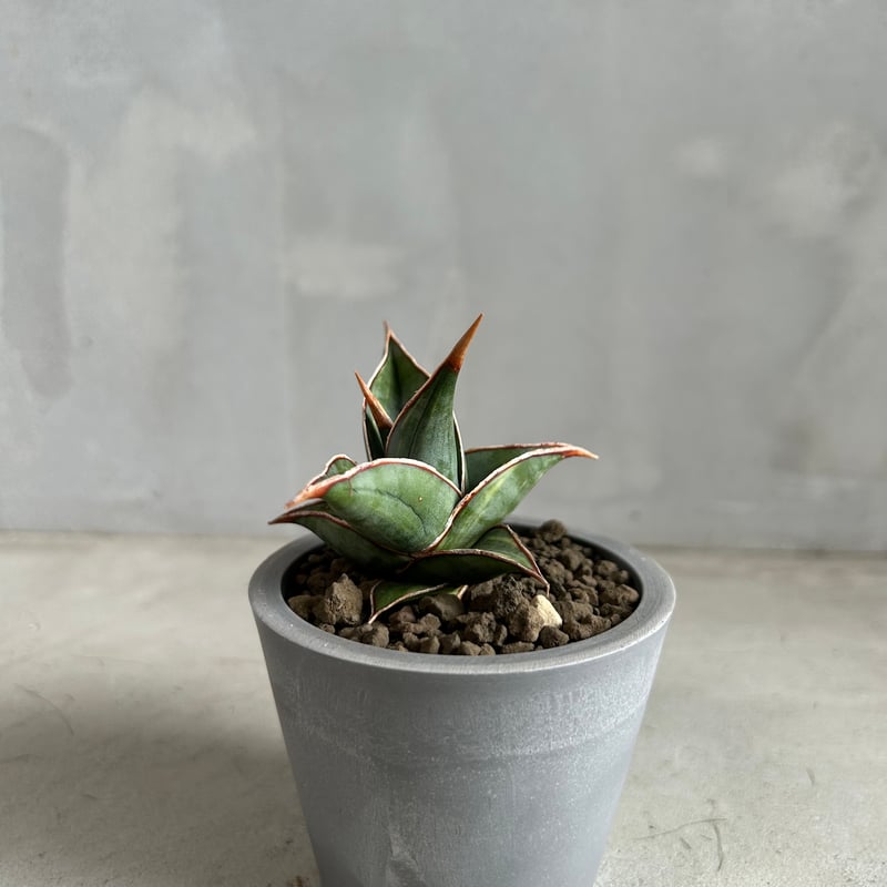 サンセベリア ピングイキュラ 斑入り | ソレトナ植物店