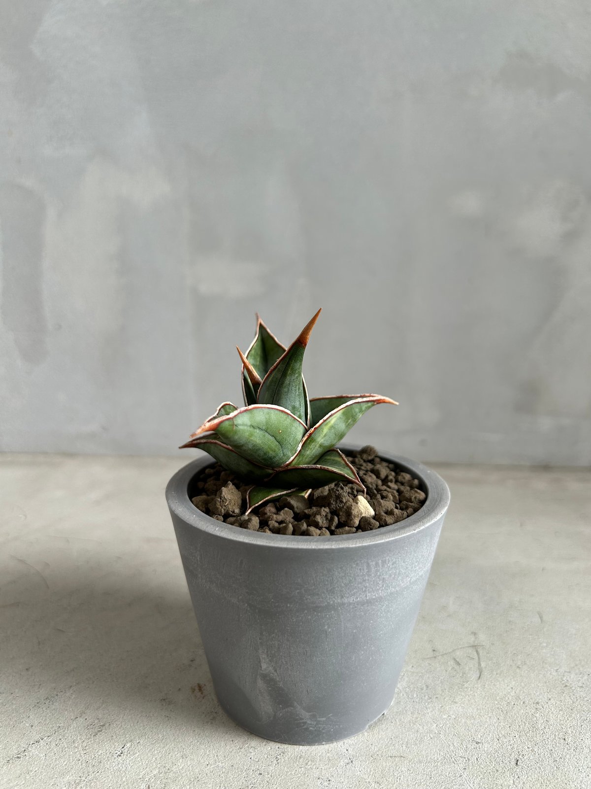 サンセベリア ピングイキュラ 斑入り | ソレトナ植物店