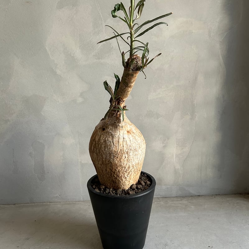 アデニウム ソマレンセ | ソレトナ植物店