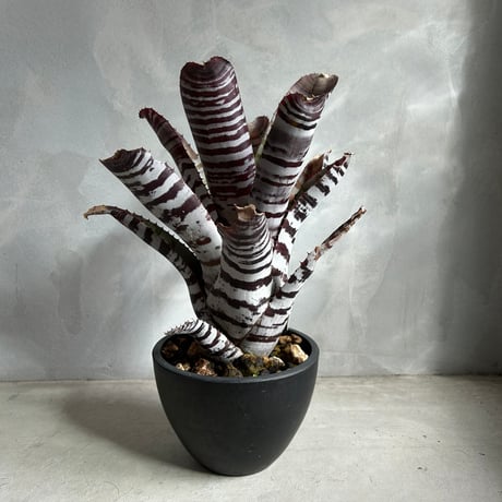 エクメアチャンティニー | STORES