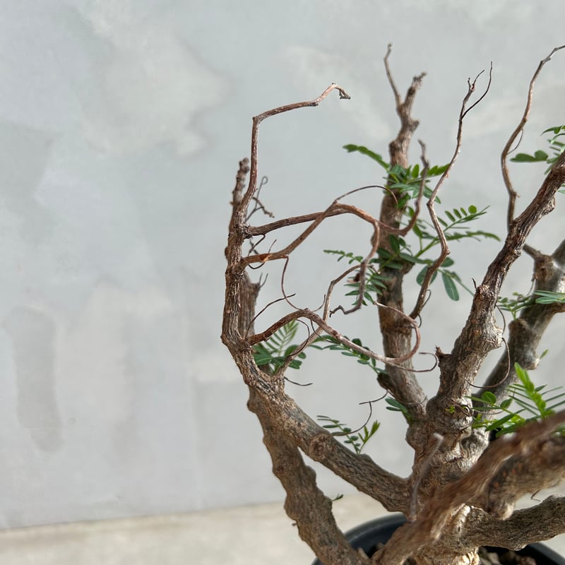 センナ メリディオナリス(実生) | ソレトナ植物店