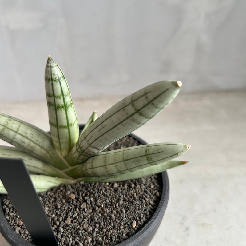 サンセベリア ボンセレンシス プラチナム クロス | ソレトナ植物店