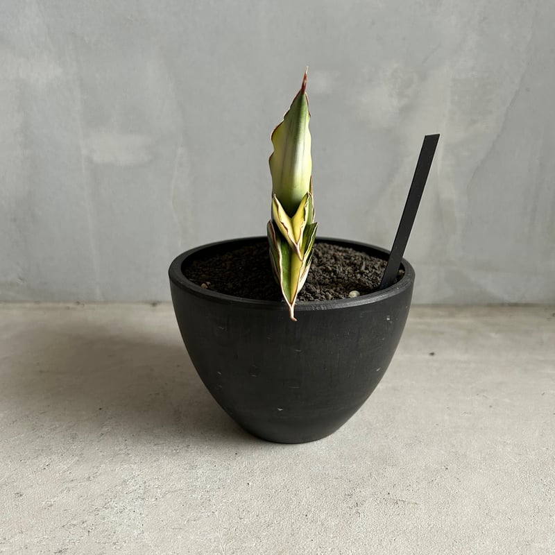サンセベリア ロブスター 斑入り | ソレトナ植物店