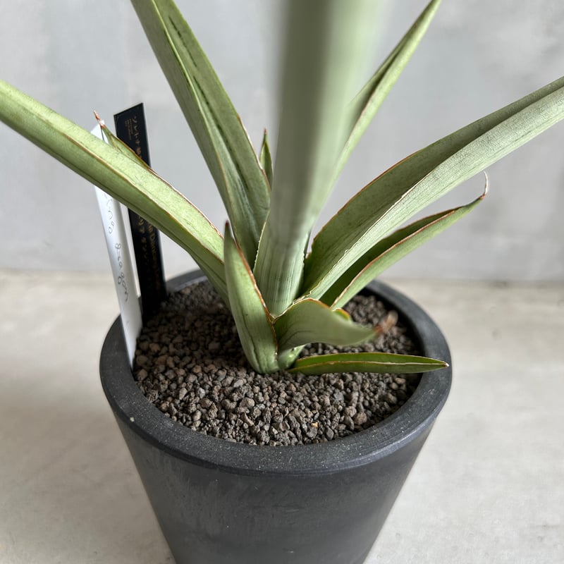 サンスベリア　ダンシングドラゴン Sansevieria Dancing dragon【artPLANTs】サンスベリア