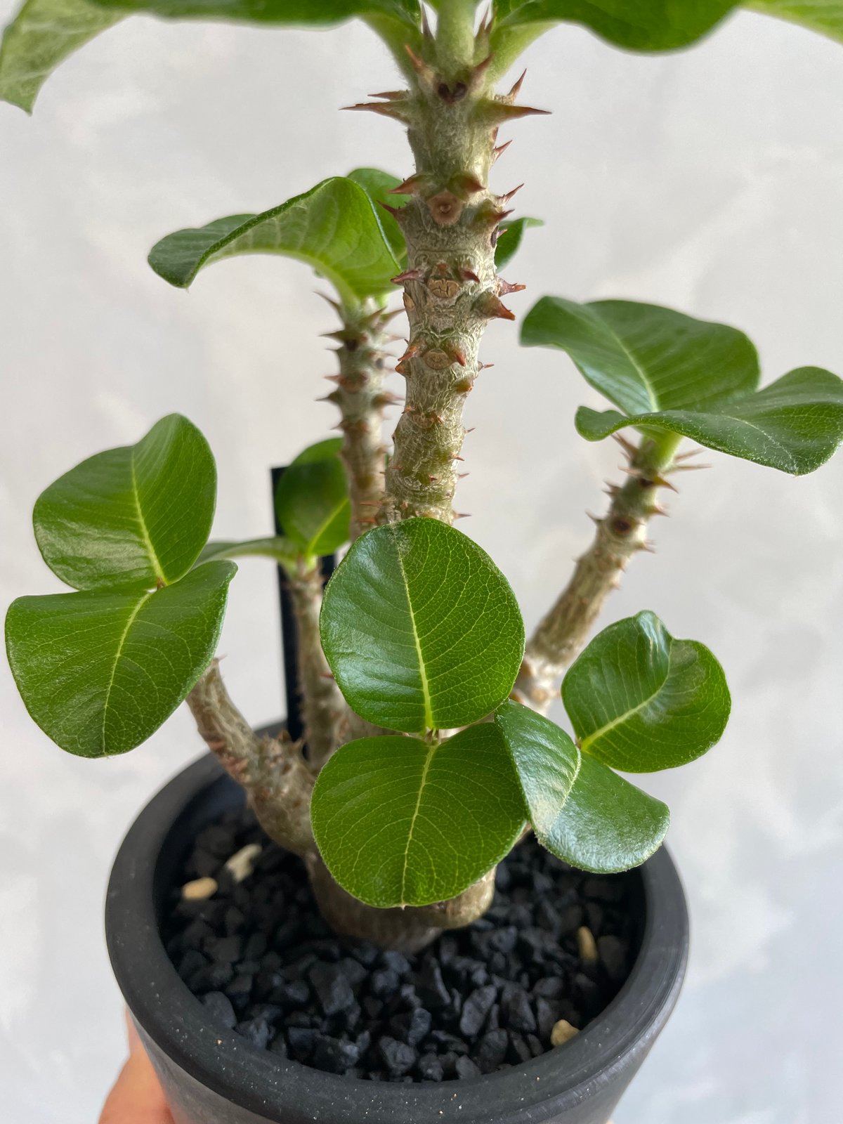 パキポディウム ウィンゾリー(タイ実生苗) | ソレトナ植物店