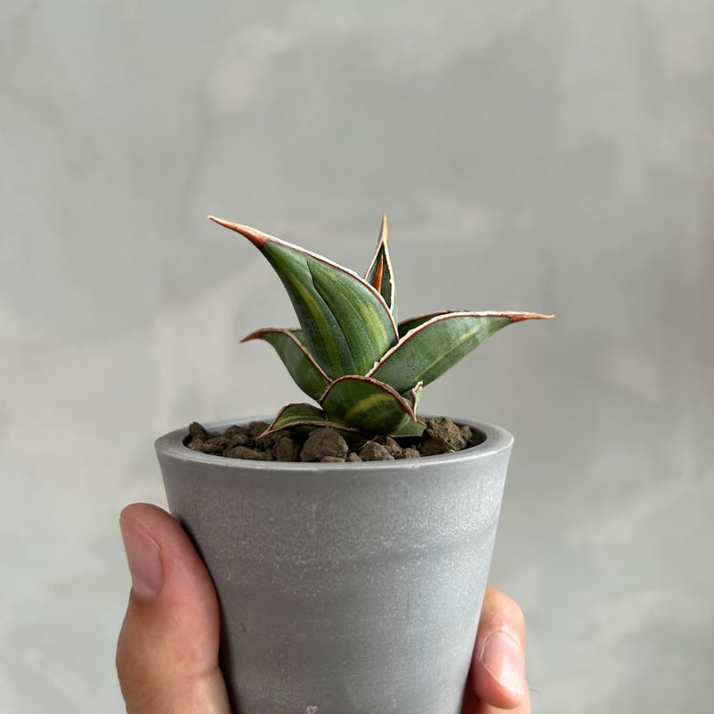 サンセベリア ピングイキュラ 斑入り | ソレトナ植物店