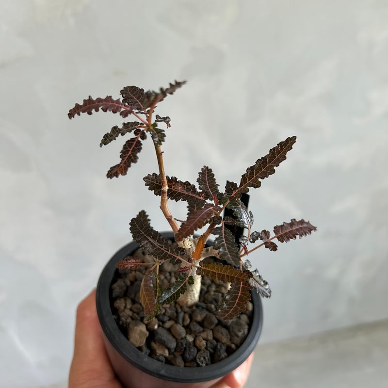 ボスウェリア ソコトラ×ナナ | ソレトナ植物店