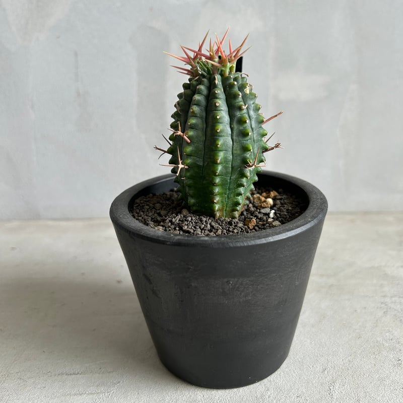 ユーフォルビア ステリスピナ(群星冠) | ソレトナ植物店