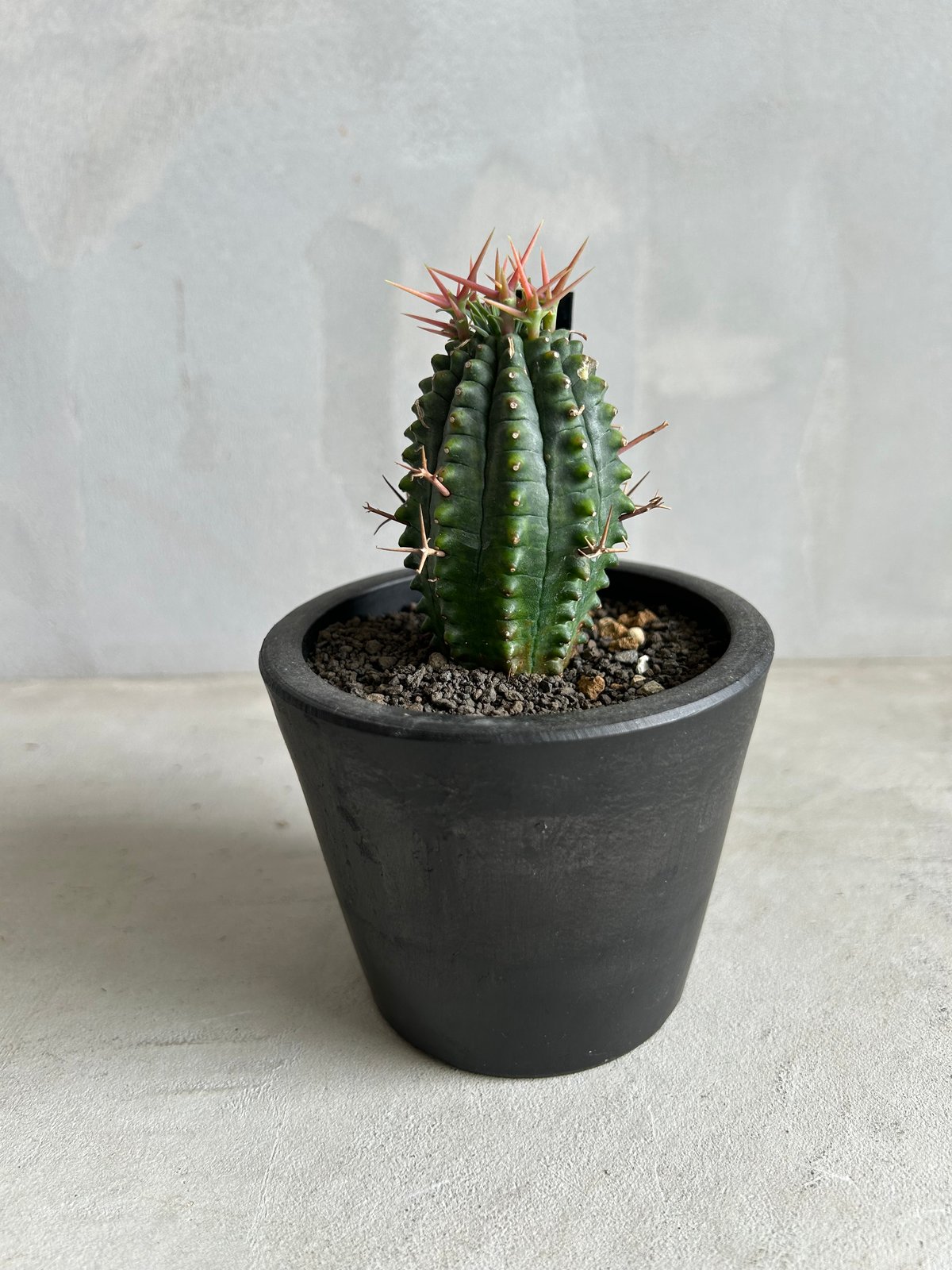 ユーフォルビア ステリスピナ(群星冠) | ソレトナ植物店