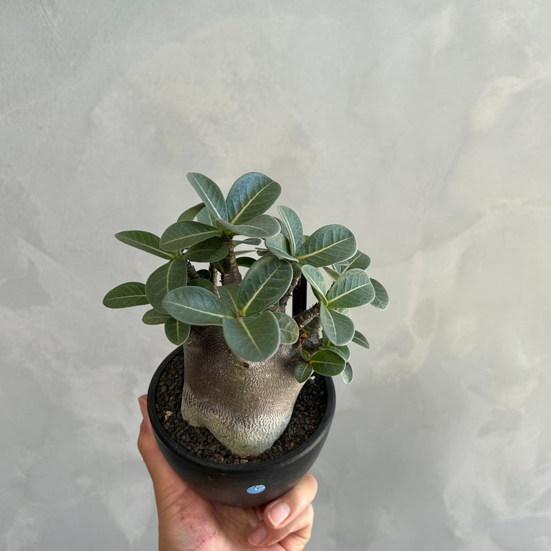 アデニウム アラビカム スーパードワーフ ブラック | ソレトナ植物店