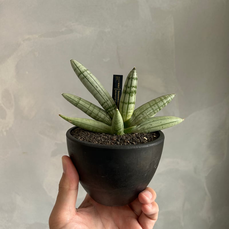 サンセベリア ボンセレンシス プラチナム クロス | ソレトナ植物店