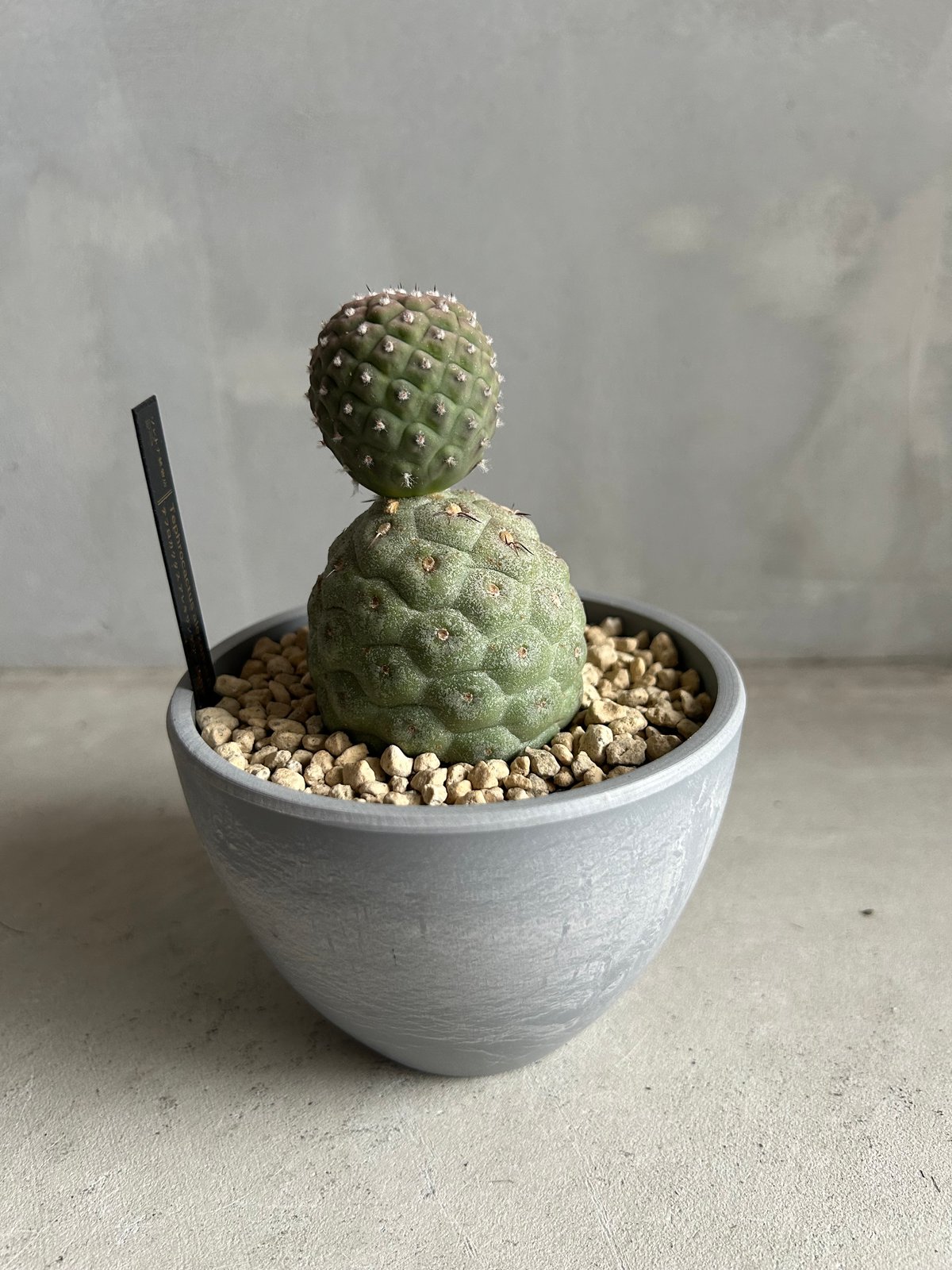 テフロカクタス ゲオメトリクス | ソレトナ植物店