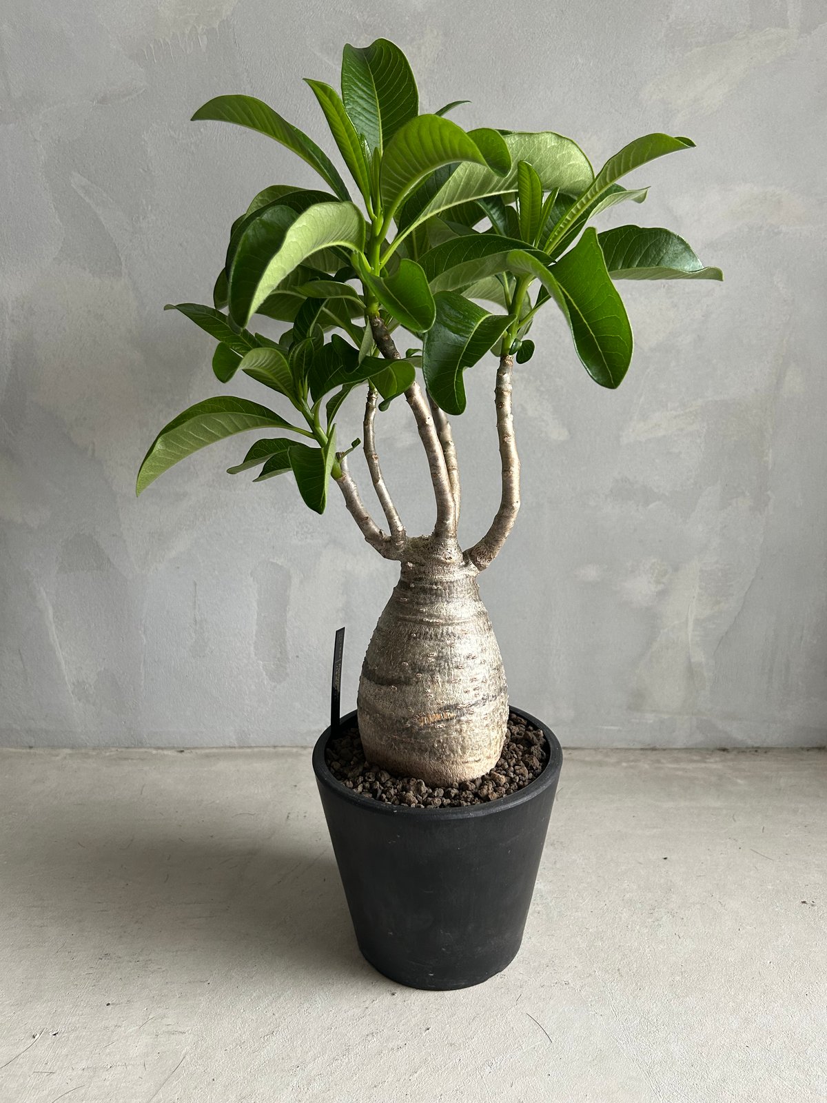 パキポディウム デカリー | ソレトナ植物店