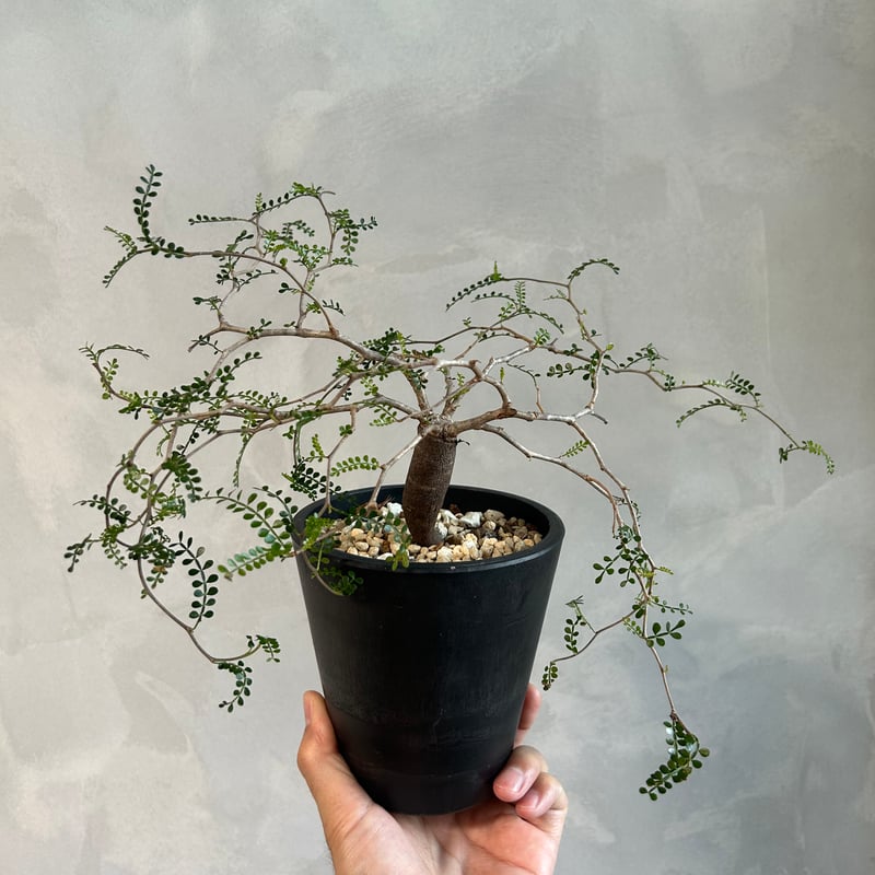 【根挿し】【鉢付発送】operculicarya pachypus パキプス オペルクリカリア パキプス／Operculicarya pachypus 発根済