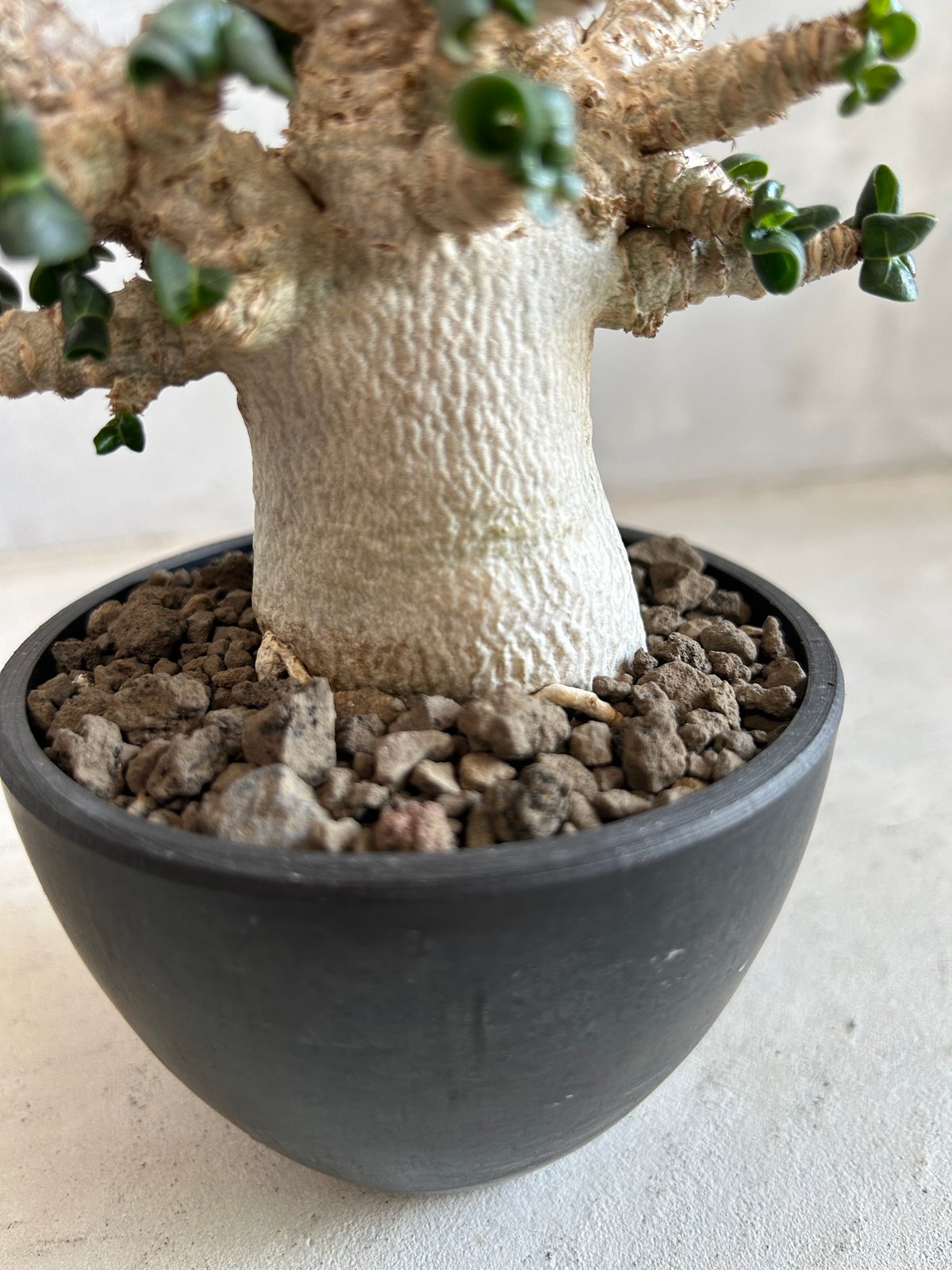 EMP アデニウム メデューサ D.H.A 獅子葉 / AD169 アデニウム メデューサ D.H.A(獅子葉) | ソレトナ植物店