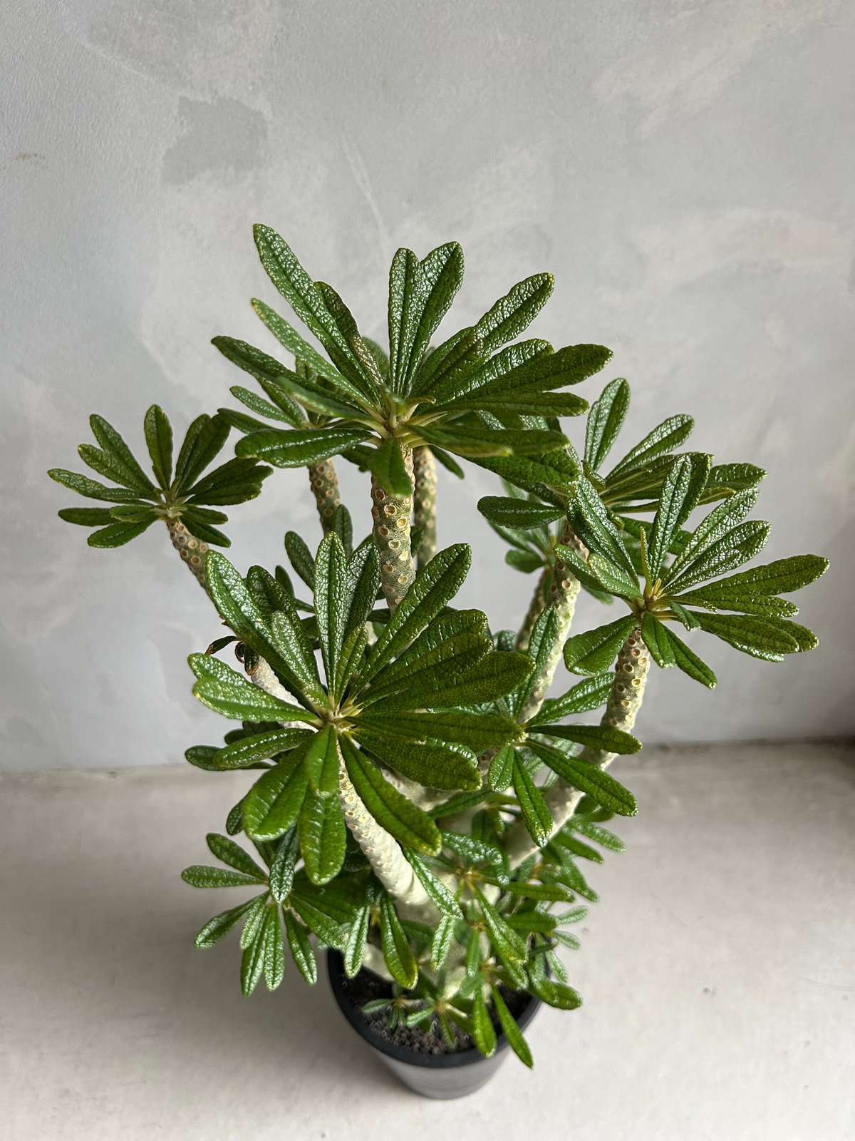 ドルステニア ギガス (挿木株) | ソレトナ植物店