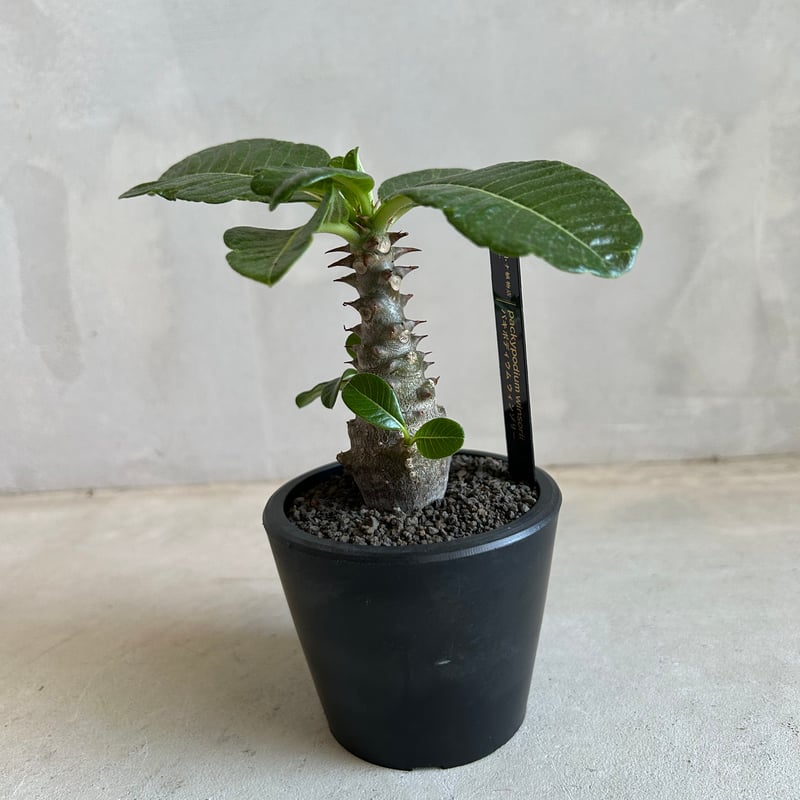 パキポディウム ウィンゾリー(実生苗) | ソレトナ植物店