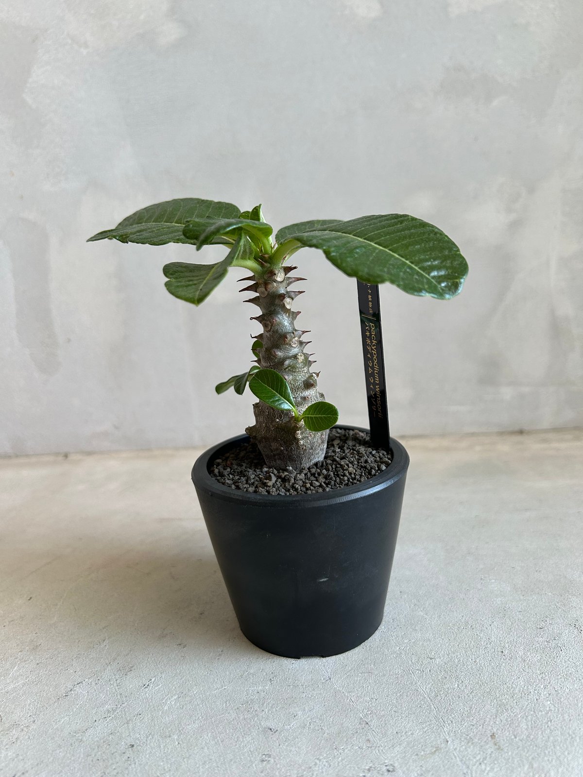 パキポディウム ウィンゾリー(実生苗) | ソレトナ植物店