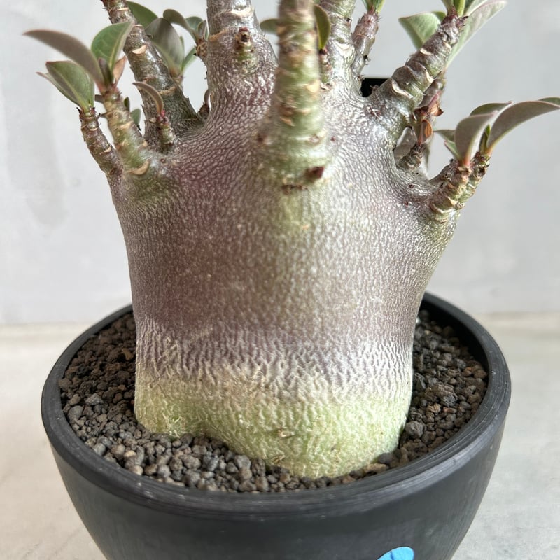 アデニウム アラビカム スーパードワーフ ブラック | ソレトナ植物店