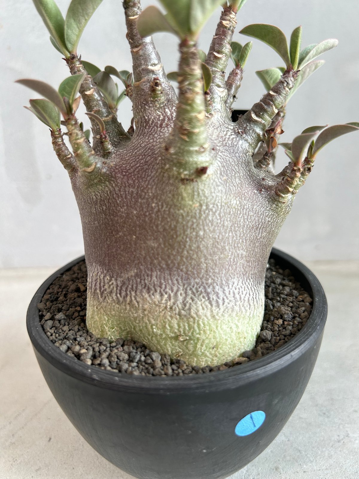 【激レア/ブラックスキン/ドワーフ 】アデニウム スーパーレッド A-1 鉢植え 激レア/ブラックスキン/ドワーフ 】アデニウム アラビカム