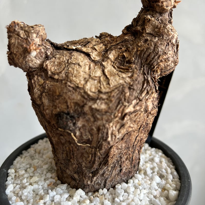 ペラルゴニウム トリステ | ソレトナ植物店