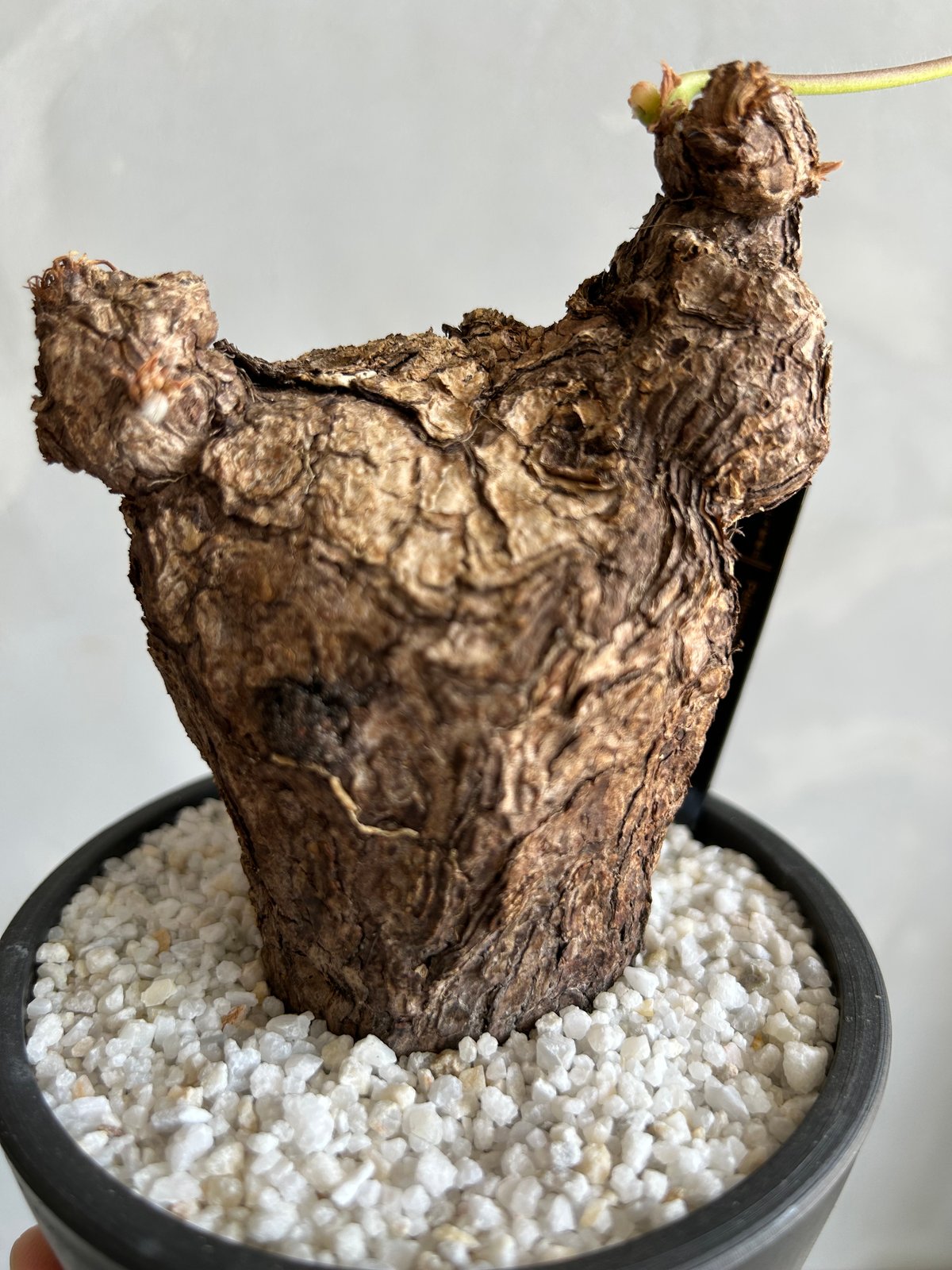 ペラルゴニウム　トリステ　便座型株　鉢込み 座席型 ペラルゴニウム トリステ 便座型株 鉢込み 座席型 ペラルゴニウム