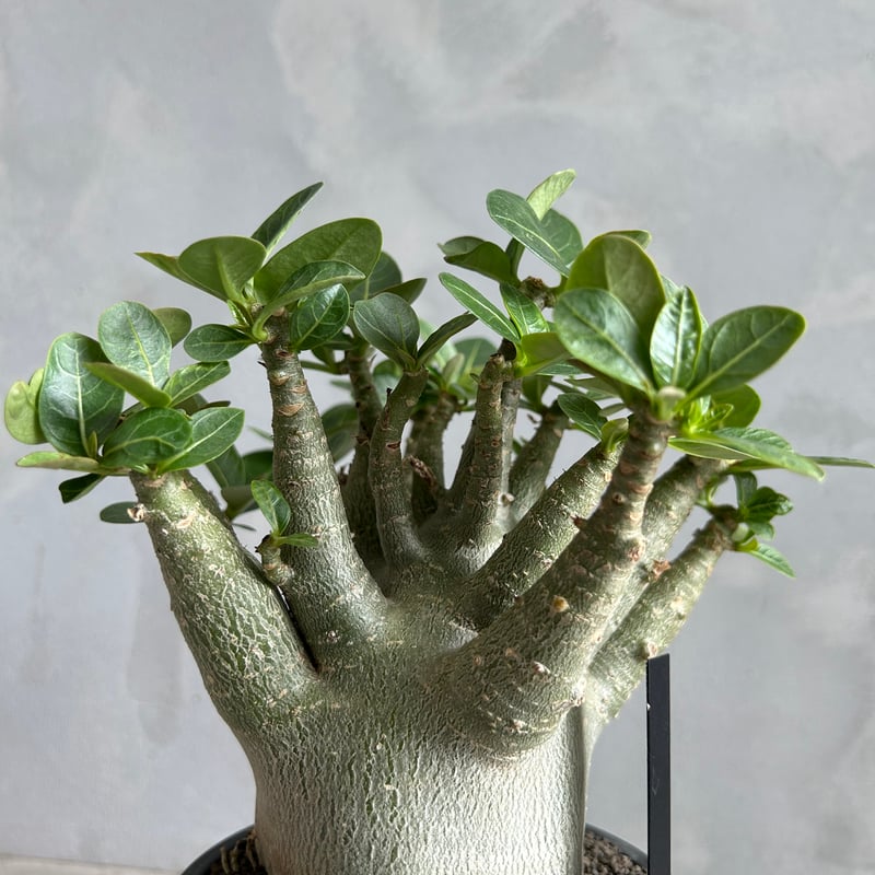 アデニウム・アラビカム・スーパードワーフ 園芸ネット本店｜アデニウム：アラビカム スーパードワーフ 4号鉢植え