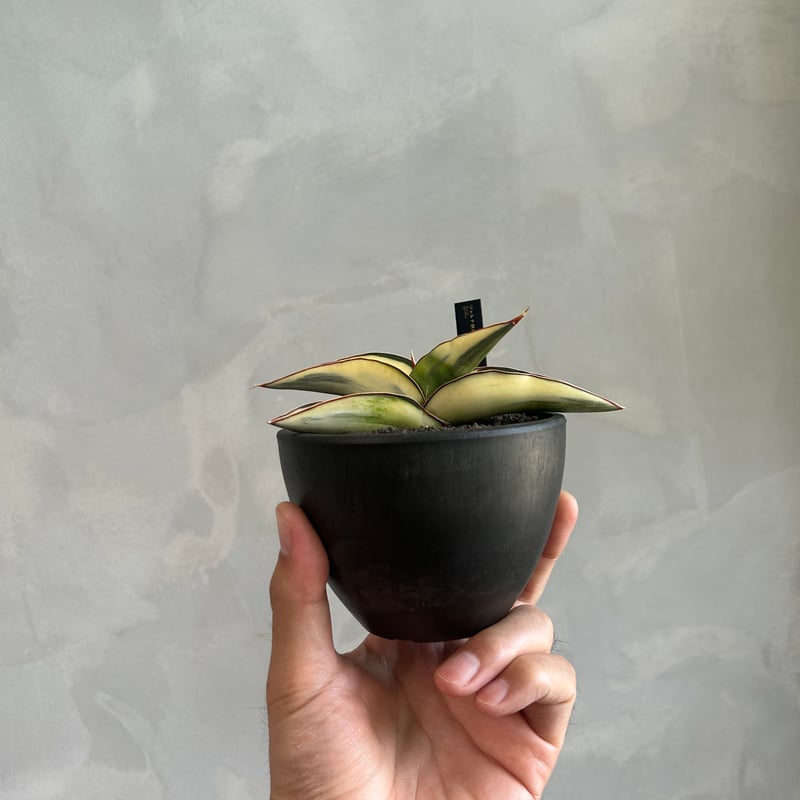 サンセベリア ロブスター 斑入り | ソレトナ植物店