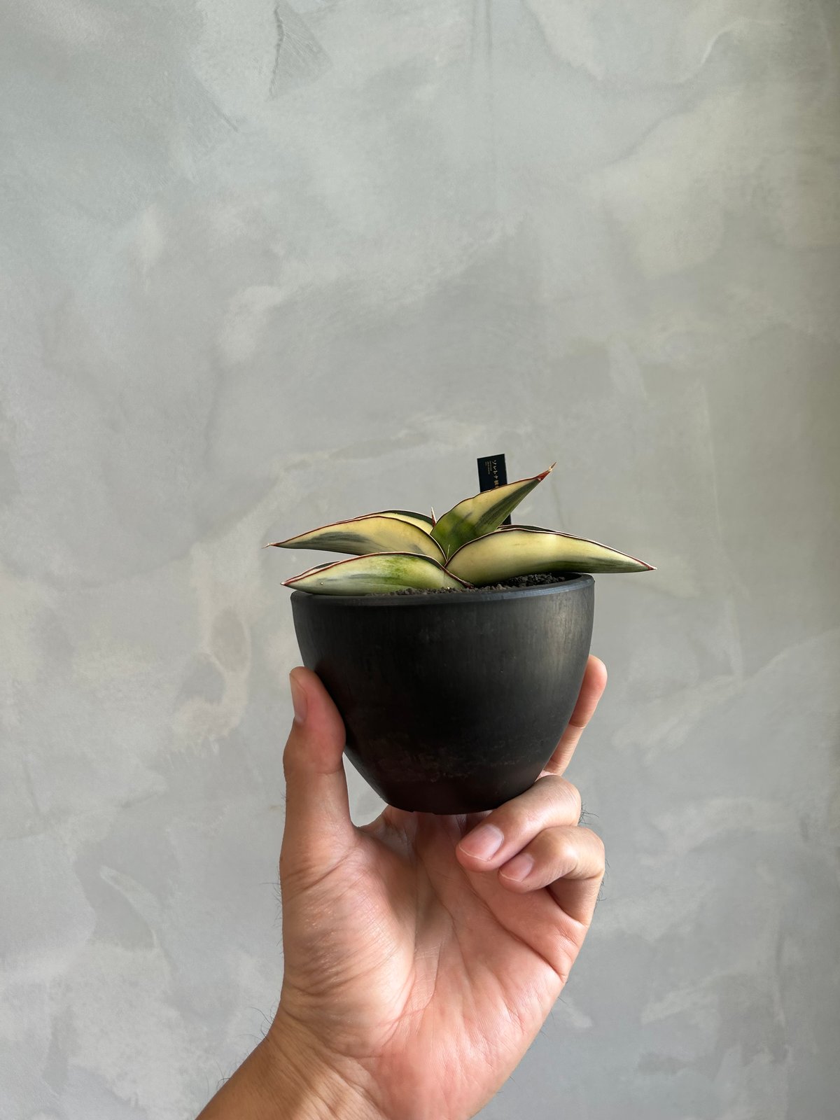 サンセベリア ロブスター 斑入り | ソレトナ植物店