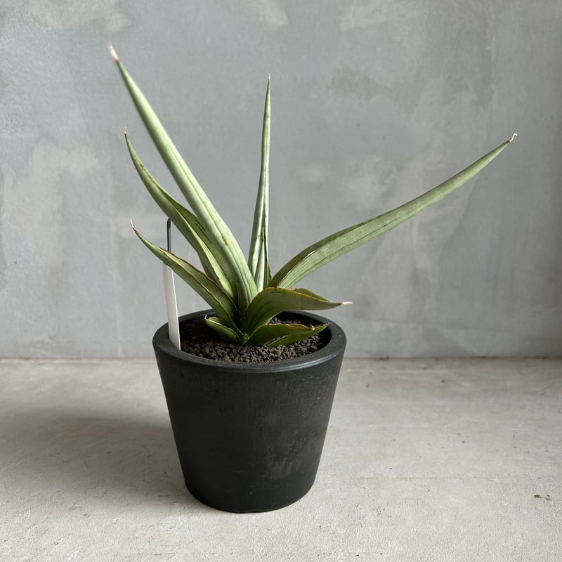 サンスベリア　ダンシングドラゴン サンセベリア ダンシング ドラゴン「Sansevieria Dancing Dragon