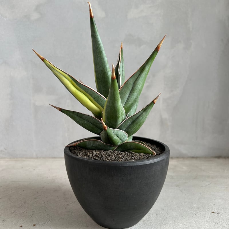 サンセベリア ピングイキュラ 斑入り | ソレトナ植物店