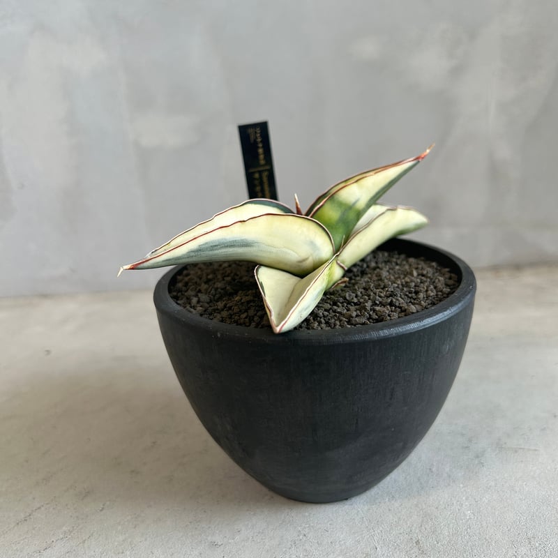 サンセベリア ロブスター 斑入り | ソレトナ植物店