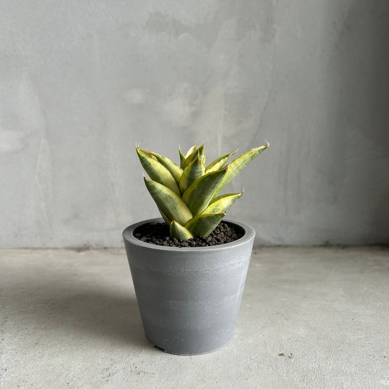 サンセベリア パゴダ 斑入り | ソレトナ植物店