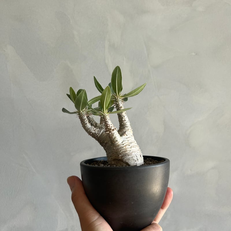 パキポディウム ホロンベンセ(現地球) | ソレトナ植物店
