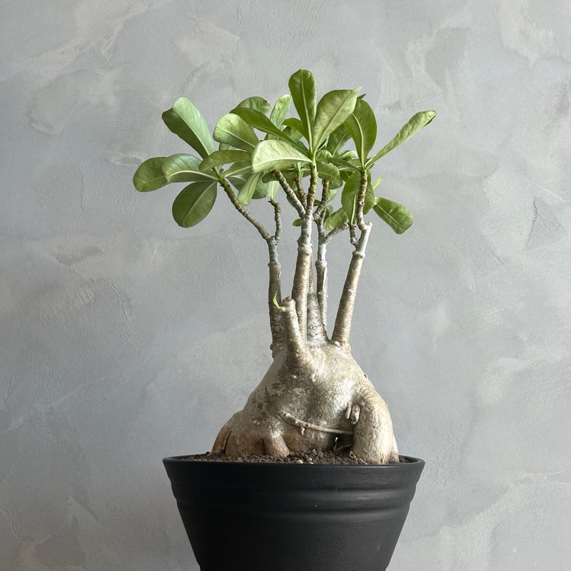 ゑ.12 大株 アデニウム アラビカム Adenium arabicum